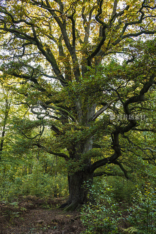 “Urwald sababburg”古森林中高大的“Rapp-Eiche”橡树